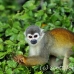 monkey_squirrel_common_la_h_0662_ecu2614.jpg